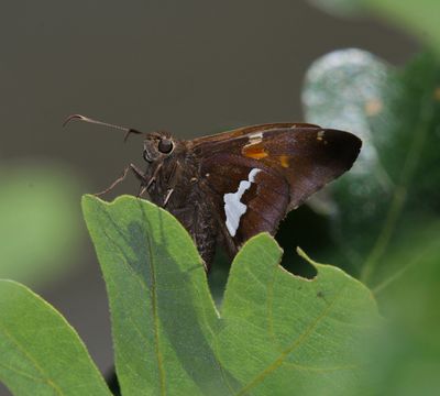 Silver-spotted Skipper: Epargyreus clarus