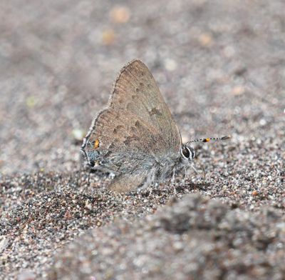 Goldhunter's Hairstreak: Satyrium auretorum