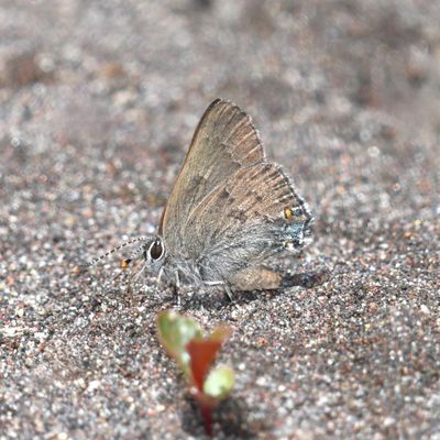 Goldhunter's Hairstreak: Satyrium auretorum
