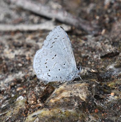 Echo Azure: Celastrina echo