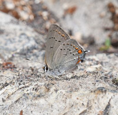 California Hairstreak: Satyrium californica