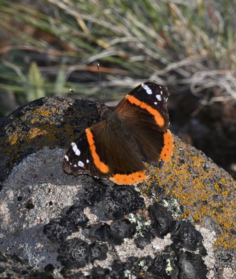 Red Admiral: Vanessa atalanta