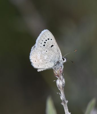 Boisduval's Blue: Icaricia icarioides