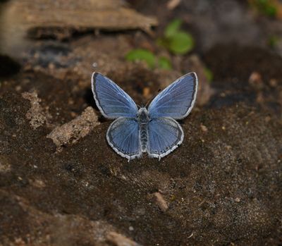 Western Tailed Blue: Cupido amyntula