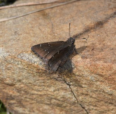 Northern Cloudywing: Cecropterus pylades
