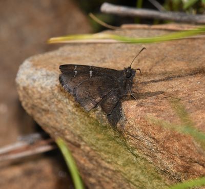 Northern Cloudywing: Cecropterus pylades
