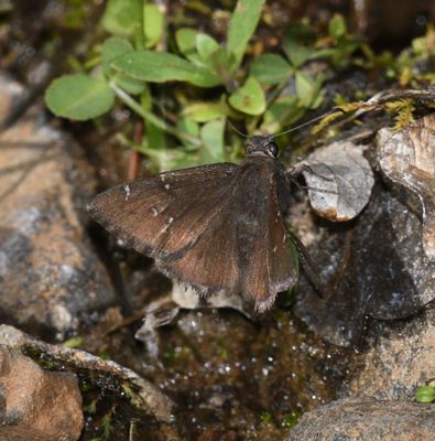 Northern Cloudywing: Cecropterus pylades
