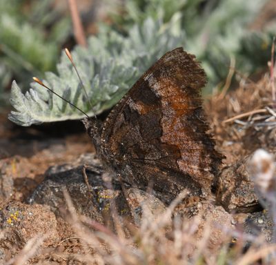 California Tortoiseshell: Nymphalis californica