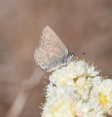 Halfmoon Hairstreak: Satyrium semiluna