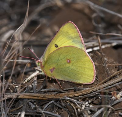 Western Sulphur: Colias occidentalis