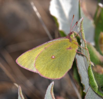 Western Sulphur: Colias occidentalis