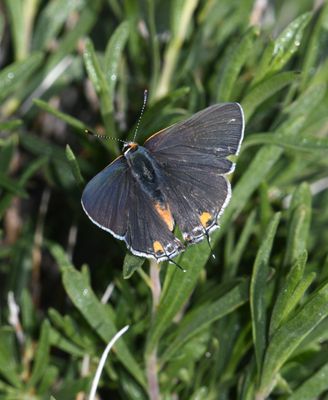 Gray Hairstreak: Strymon melinus