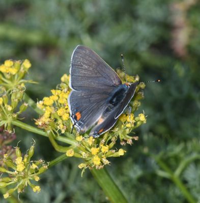 Gray Hairstreak: Strymon melinus