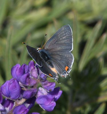Gray Hairstreak: Strymon melinus