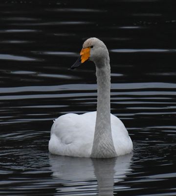 Whooper Swan