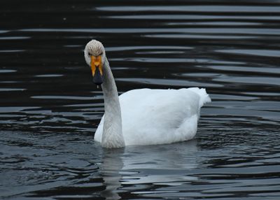 Whooper Swan