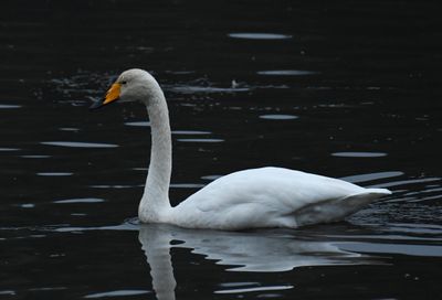 Whooper Swan