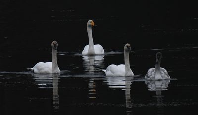 Whooper Swan