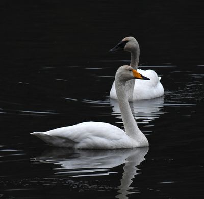 Whooper Swan