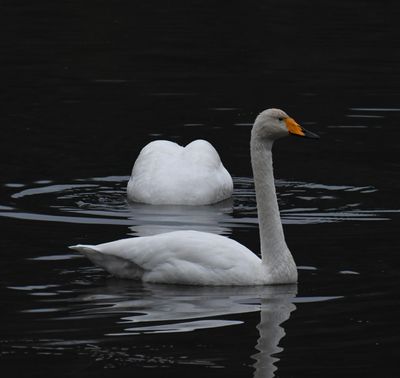 Whooper Swan