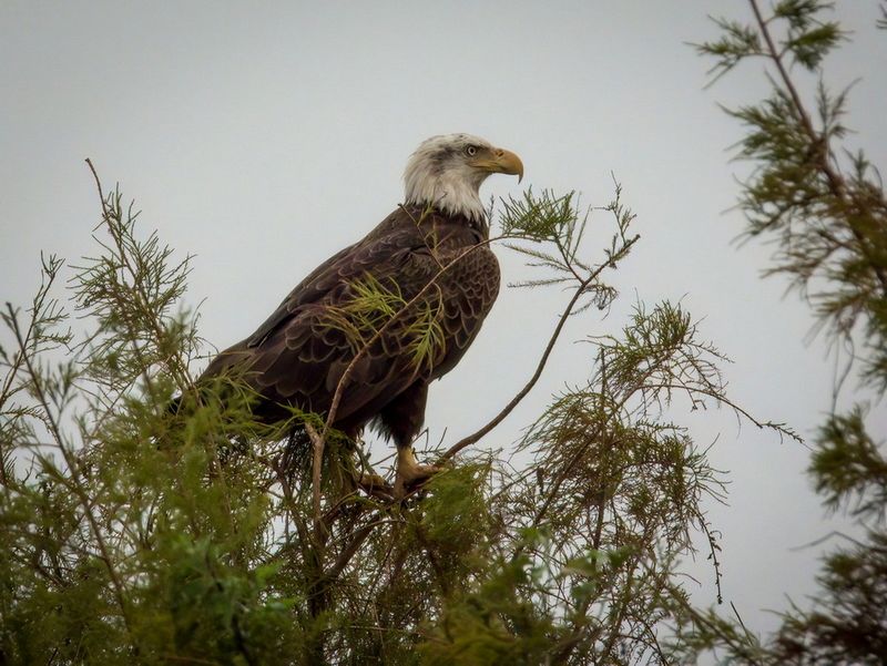 Birds Apopka Wild Life Drive 12-22
