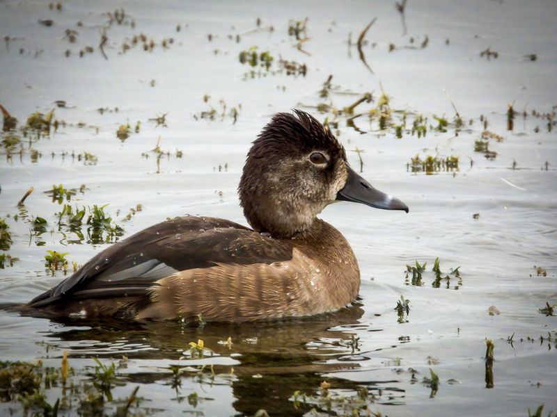 Ring Neck Duck 7.jpg