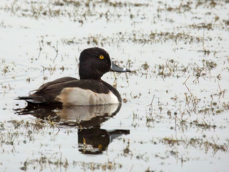 Ring Neck Duck_1.jpg