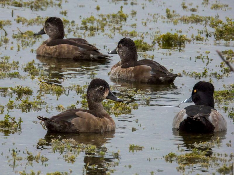 Ring Neck Duck_6.jpg