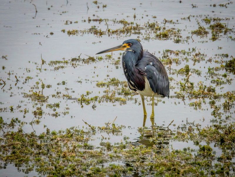 Birds Apopka Wild Life Drive 12-22