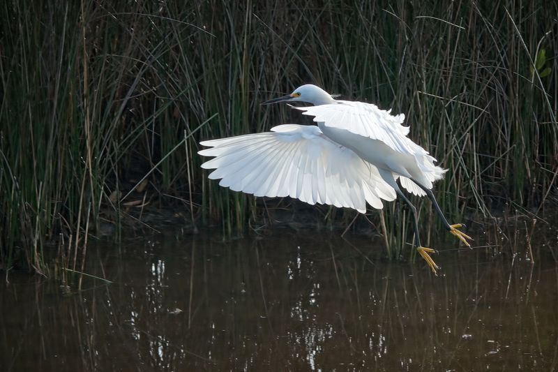 Birds Black Point Wildlife Drive  1/2023 