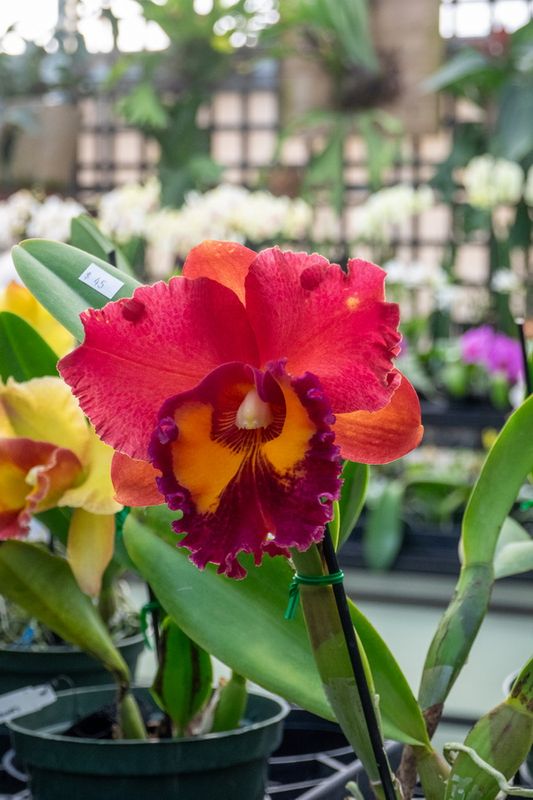Orchid Festival Apopka FL 2024