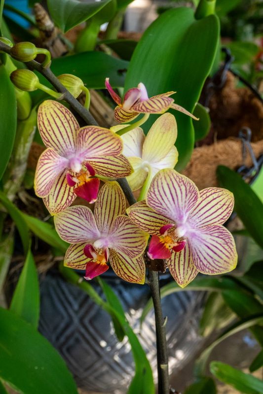 Orchid Festival Apopka FL 2024