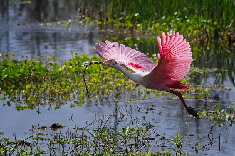 Birds The Wetlands 4/2024