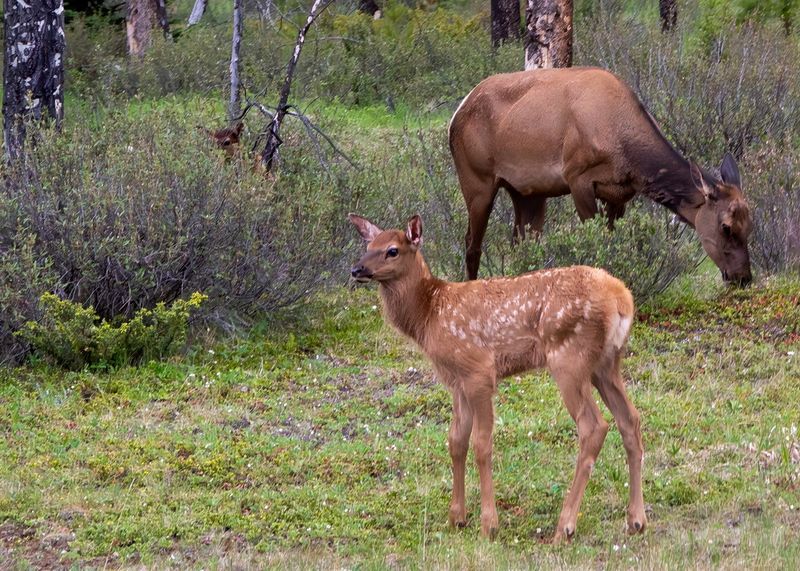 Banff NP Canada Wildlife 5/2024