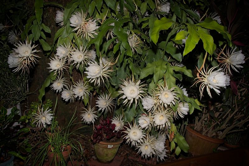 Night Blooming Cereus Super Bloom 9-2024