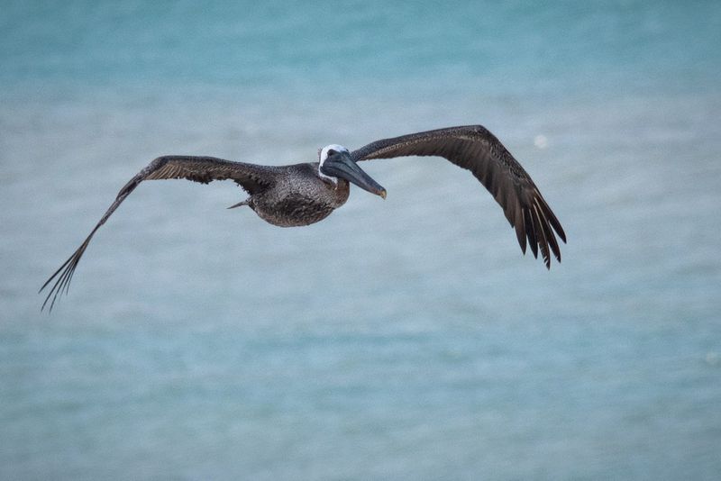 Pelican_11.jpg