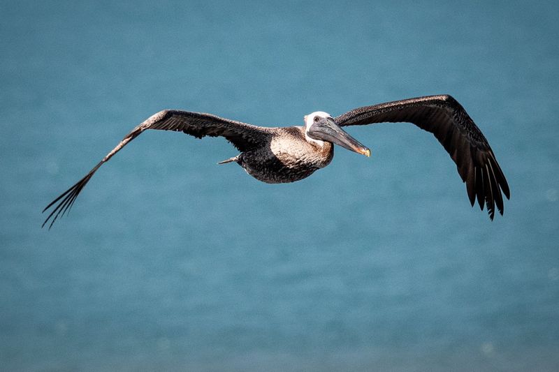Pelican_13.jpg