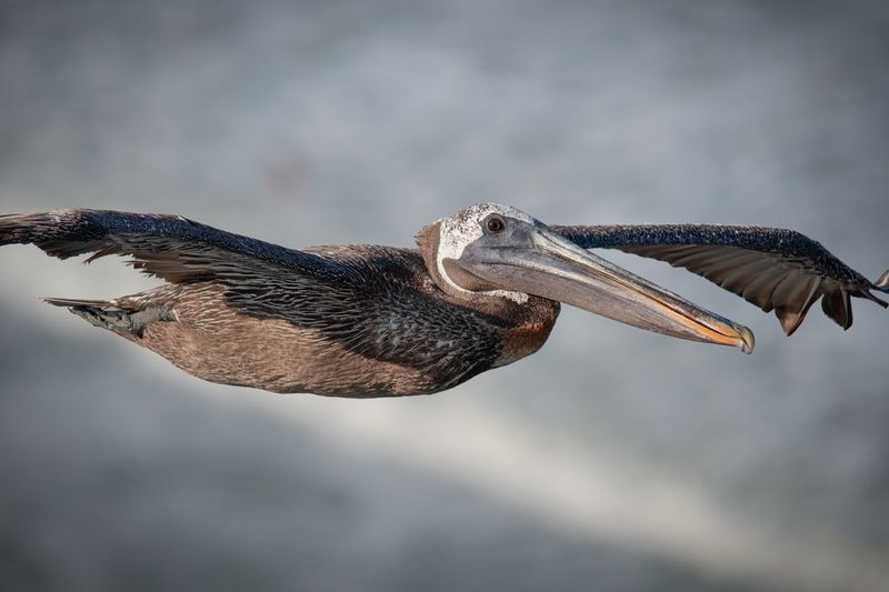 Birds Of Daytona Beach 2024