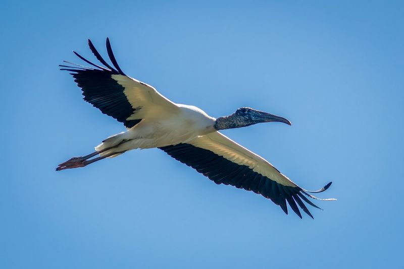 Orlando Wetlands 3-25