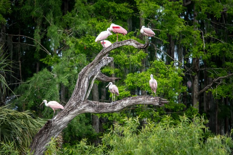 Orlando Wetlands 4-2025-2.jpg