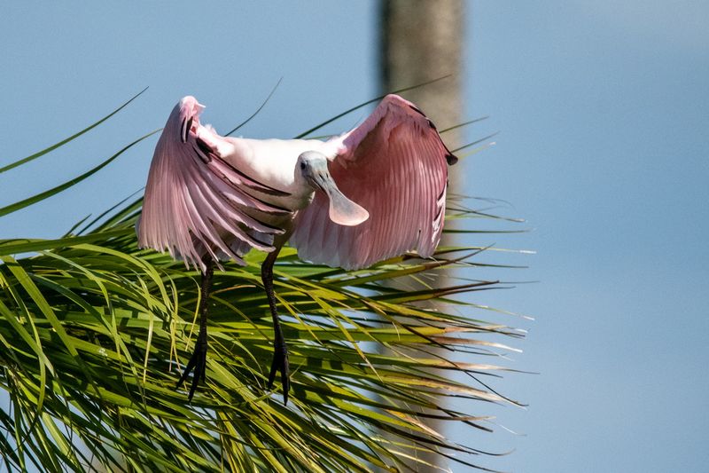 Orlando Wetlands 4-25