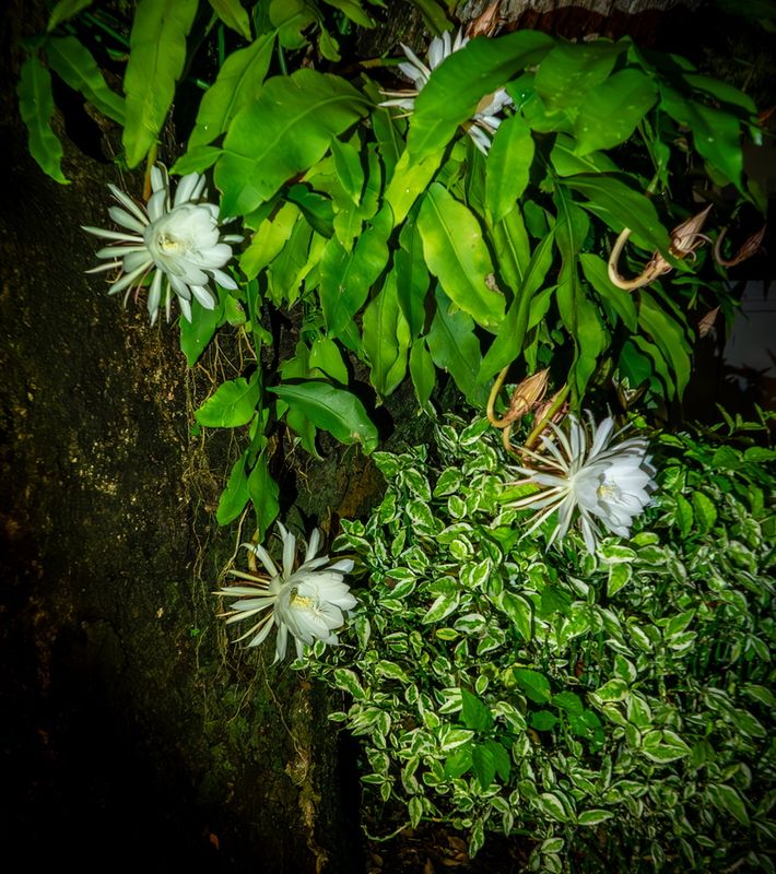 Queen Of The Night-1.jpg