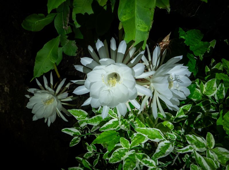 Queen Of The Night-2.jpg