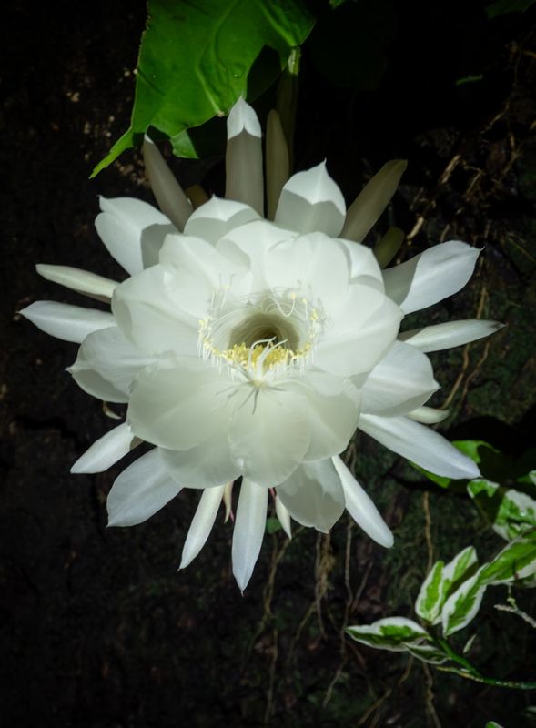 Queen Of The Night-3.jpg