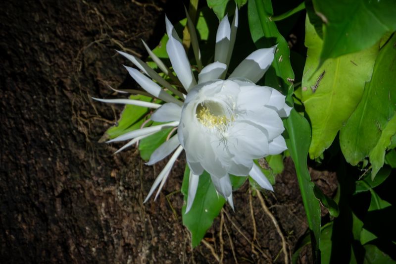 Queen Of The Night-8.jpg