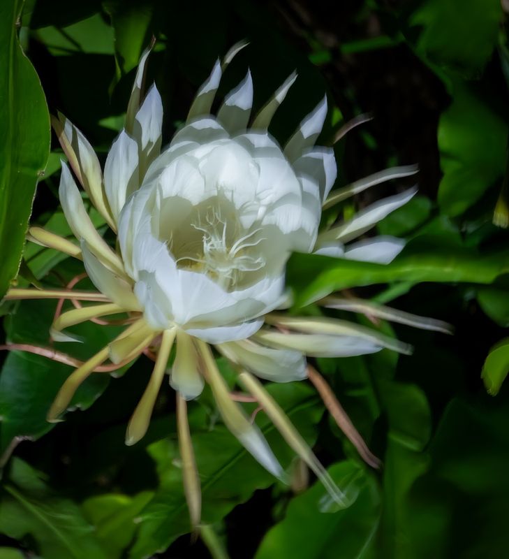 Night Blooming Cereus 6-25