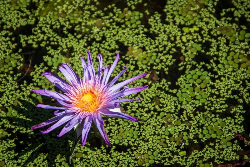 McKee Gardens-10.jpg