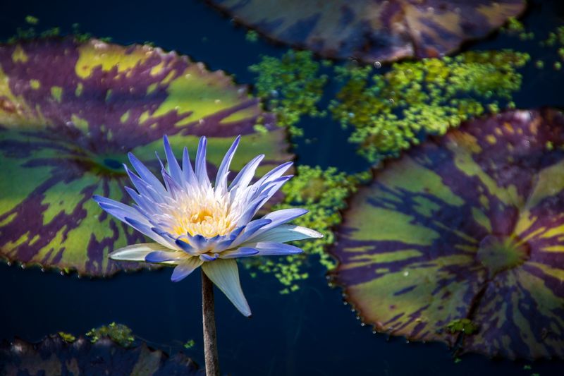 McKee Gardens-11.jpg