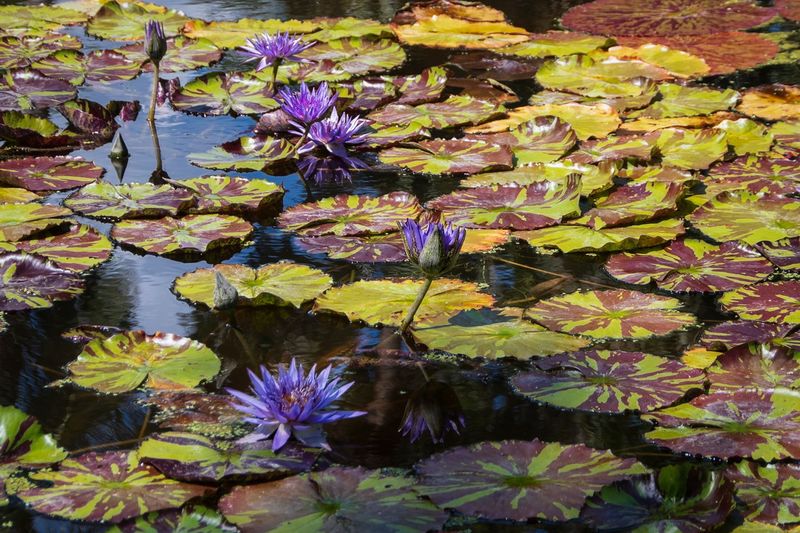 McKee Gardens-12.jpg