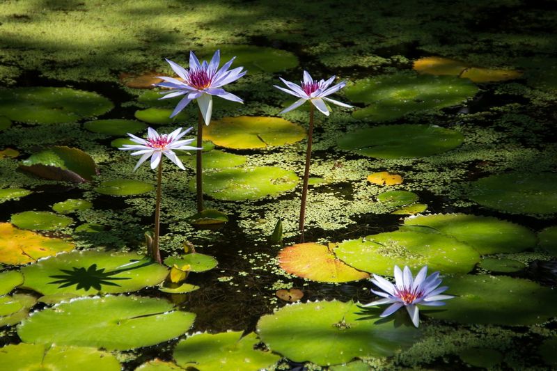 McKee Gardens-14.jpg
